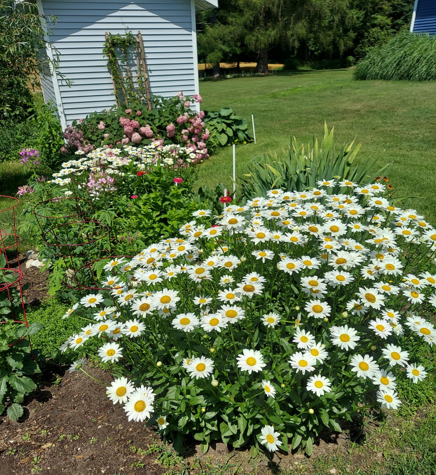 15 MATURE Shasta Daisy White Perennial Live Plants Bare Root ORGANICALLY GROWN