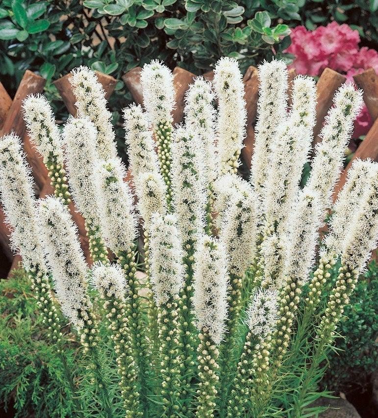 ALBA Liatris Spicata/Gayfeather – Top Size Bulbs 10/12 cm- US Seller