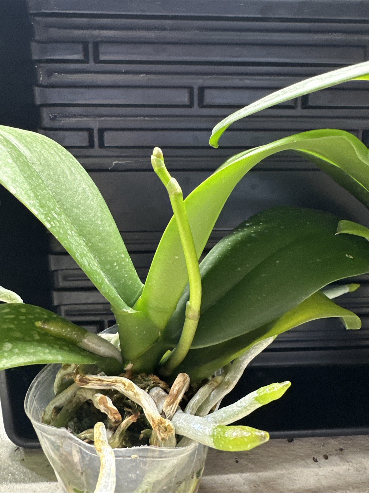 Phalaenopsis OX Luna Rosa ‘3066’ [N SPIKE!]