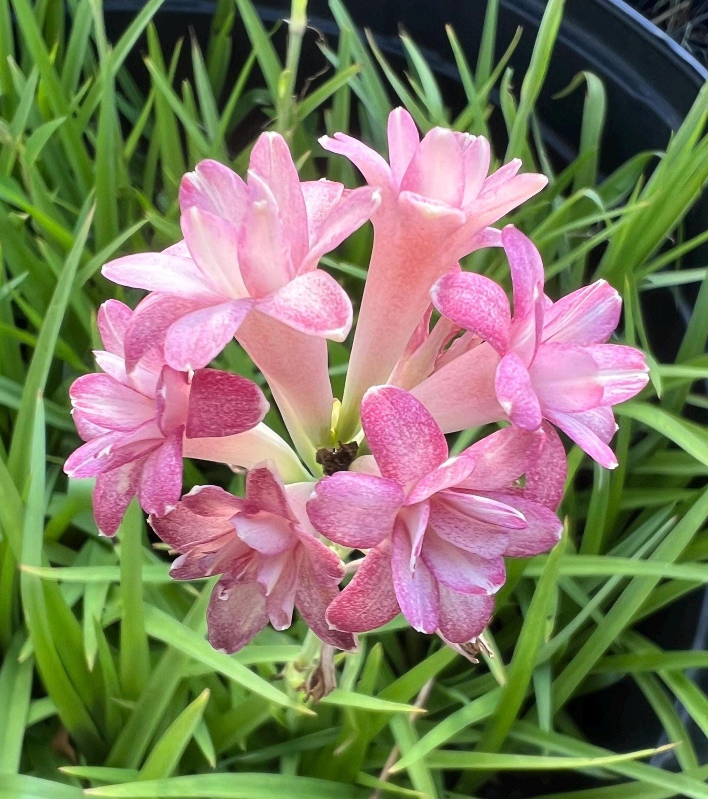 CHERRY Double Polianthes Tuberose Bulbs – US Seller
