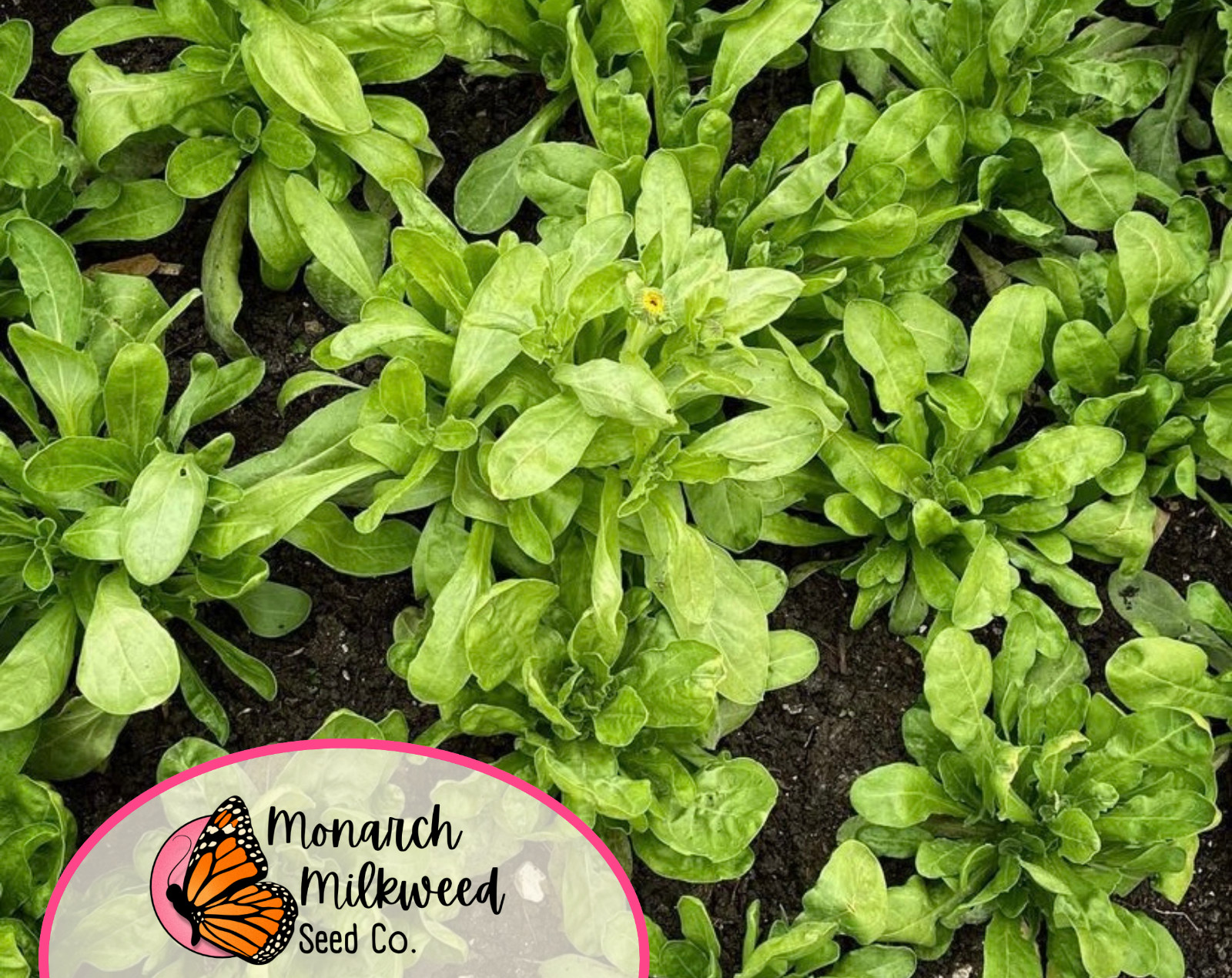 300+ Orange Calendula Seeds | Flower Gardening for Pollinator Bees & Butterflies