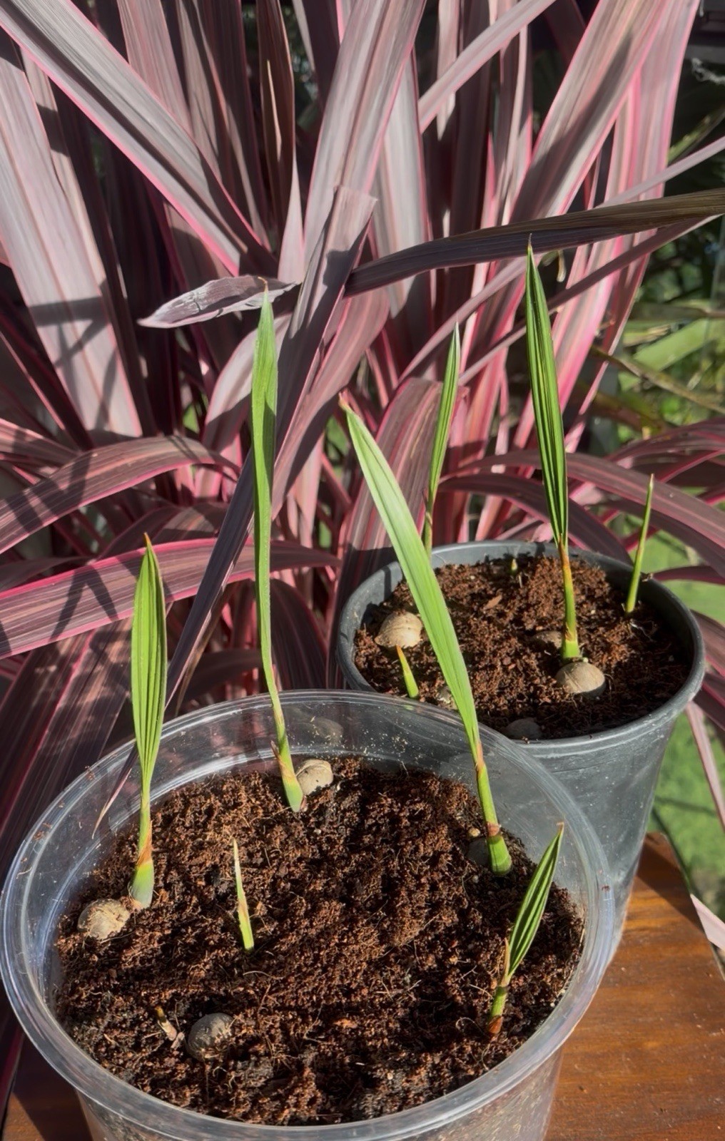 LIVE – Jubaea Chilensis Seedling – Cold Hardy 5F – Snow/Ice Resilient -Rare Palm