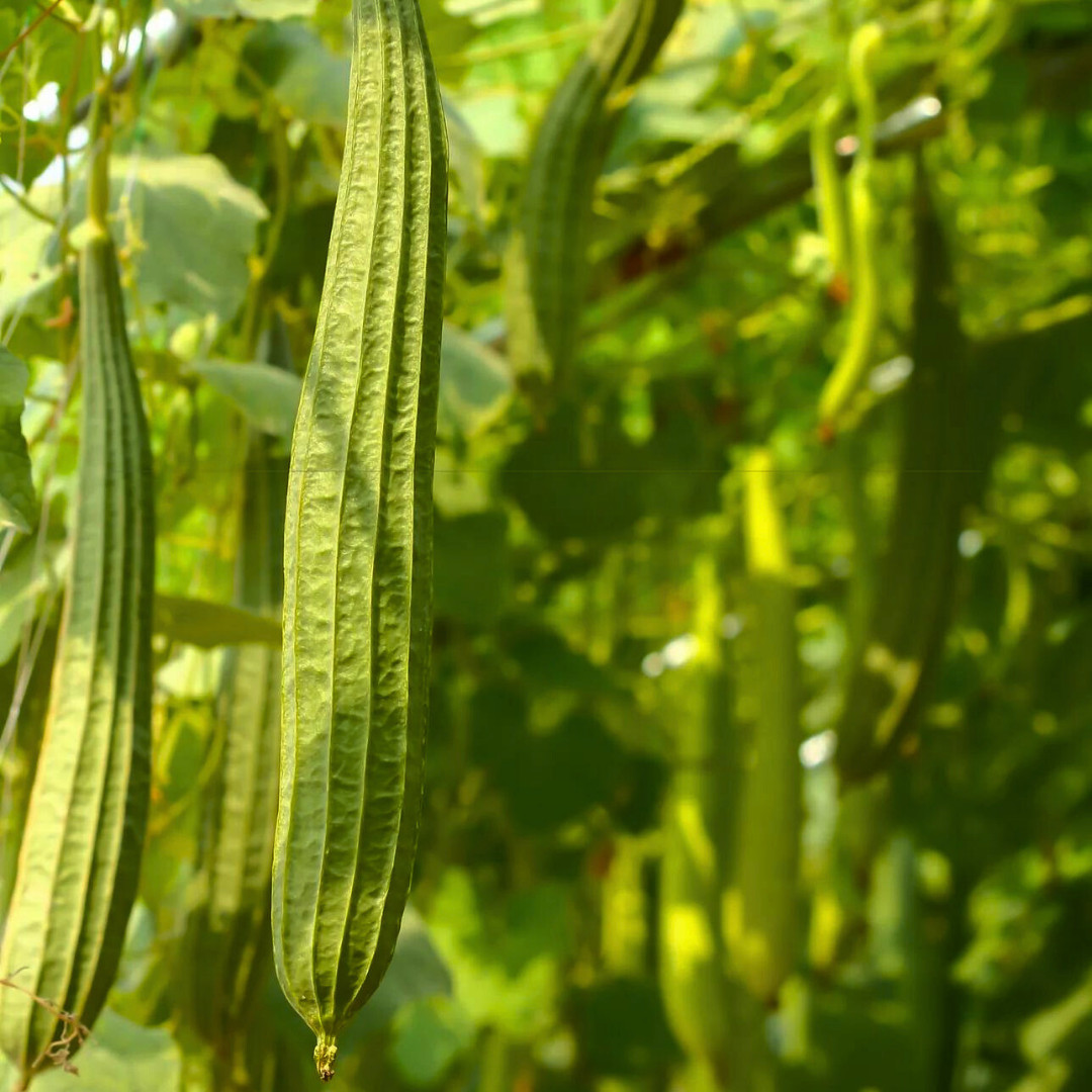 Fresh Chinese Okra Seeds | 15 Seeds | Heirloom Non-GMO | Asian Vegetable Seeds