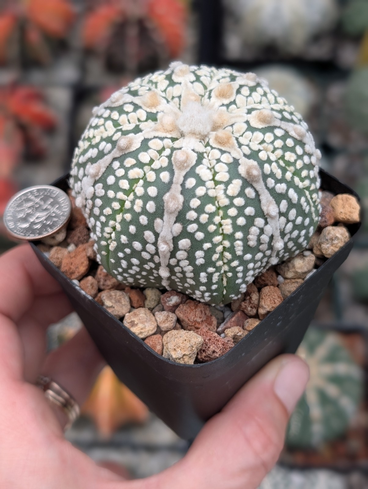 Astrophytum Asterias cv Miracle f star shape
