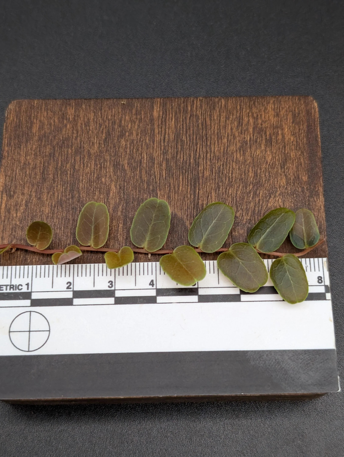 Marcgravia sp brown umbellata [10-leaf cutting]