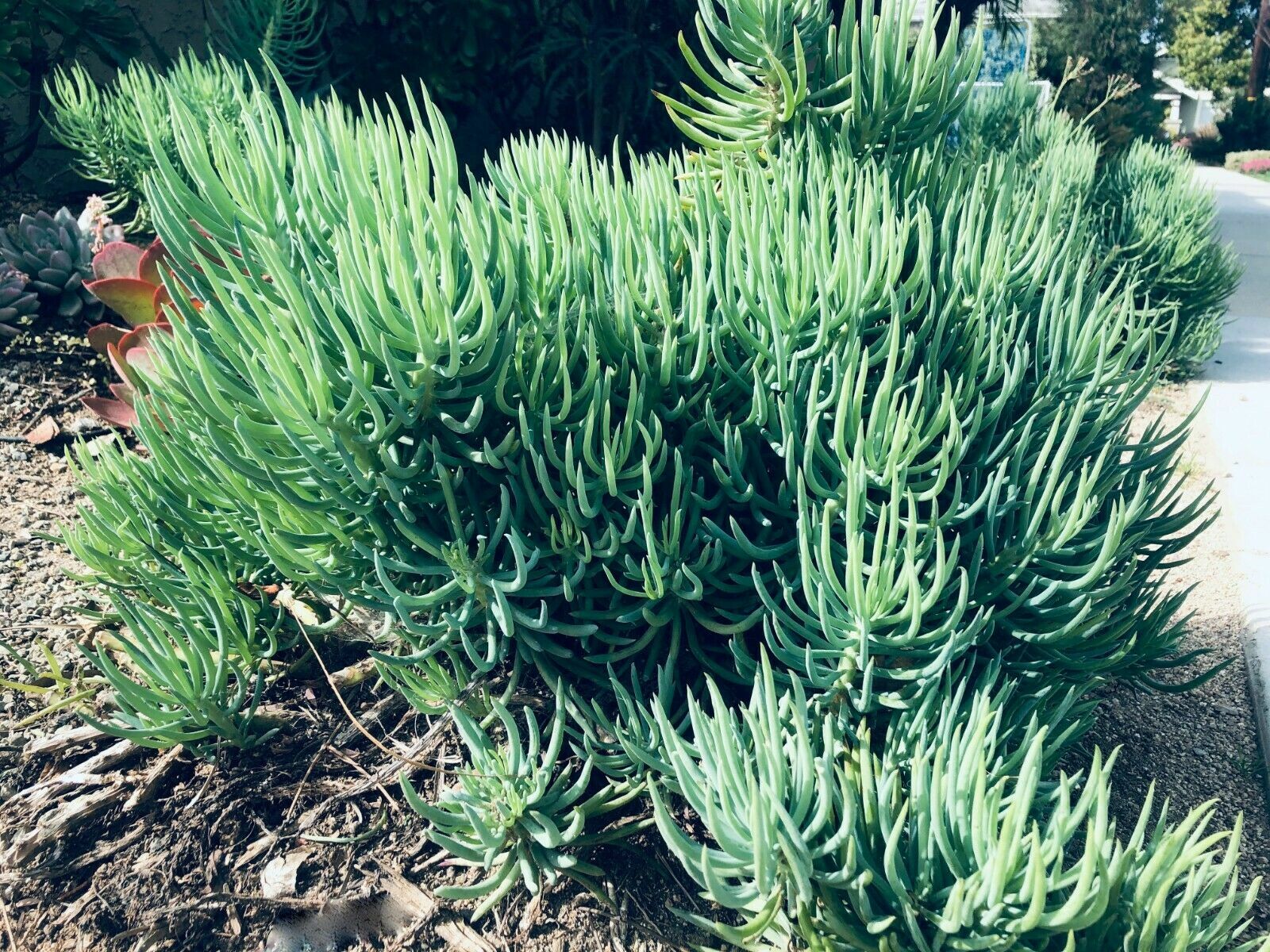 3X Senecio Vitalis Blue Serpents Chalk Fingers Sticks Succulent Cactus Plant 6″