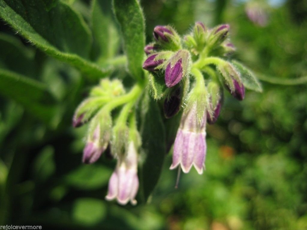 Russian Comfrey Live Root Cuttings – Bocking 4 Cultivar