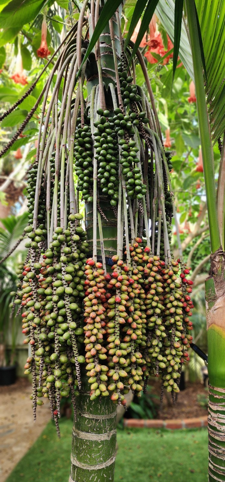 California Grown Kentia Palm Seeds, pack of 5, Howea Forsteriana