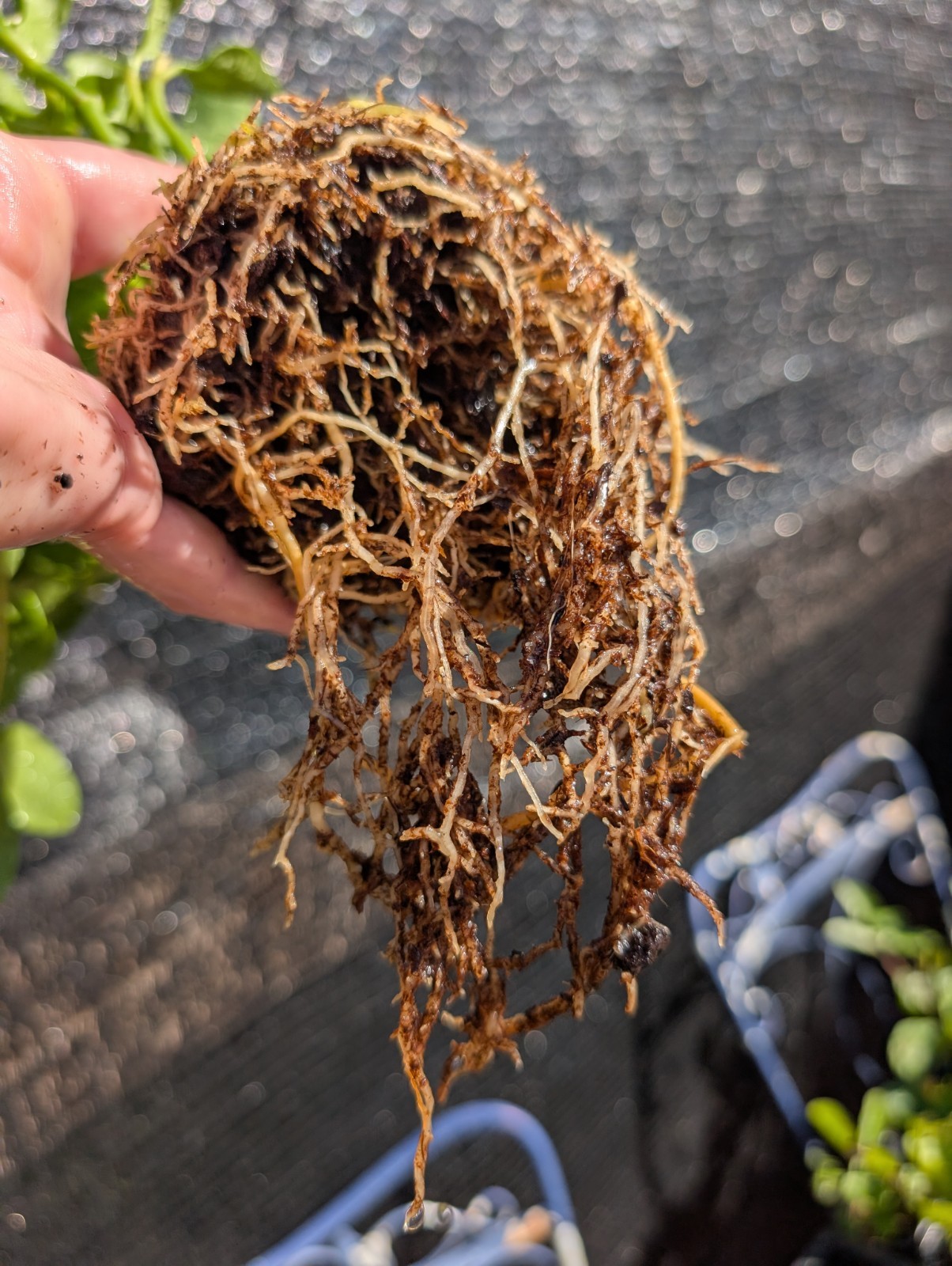 Large Rare Ant Plant Hydnophytum papuanum Caudex Plant 6″ Pot Maze Odd Epiphyte