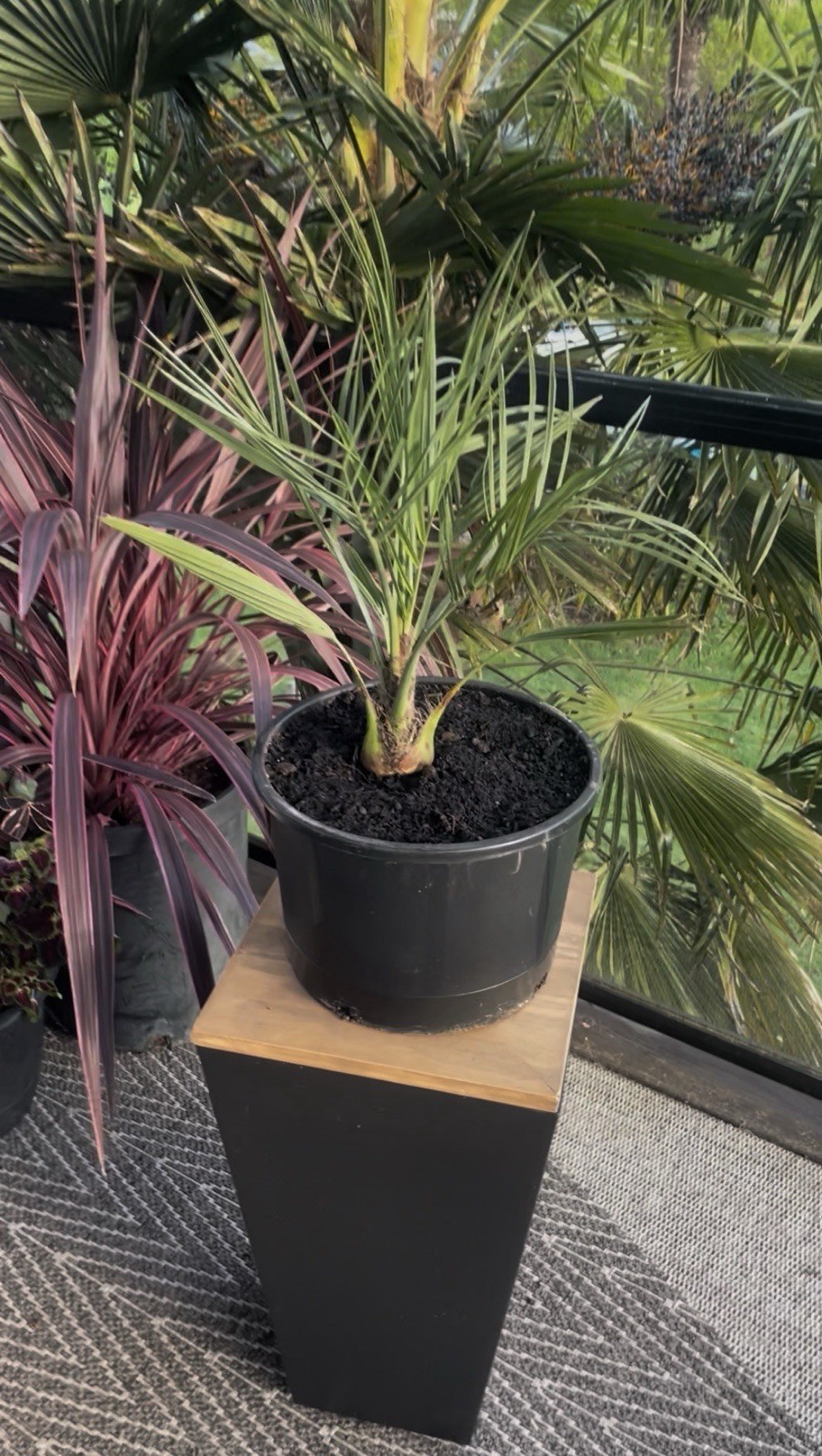 Butia X Jubaea Hybrid – LIVE – 10F Cold Hardy Snow/Ice Resilient – Rare Tropical