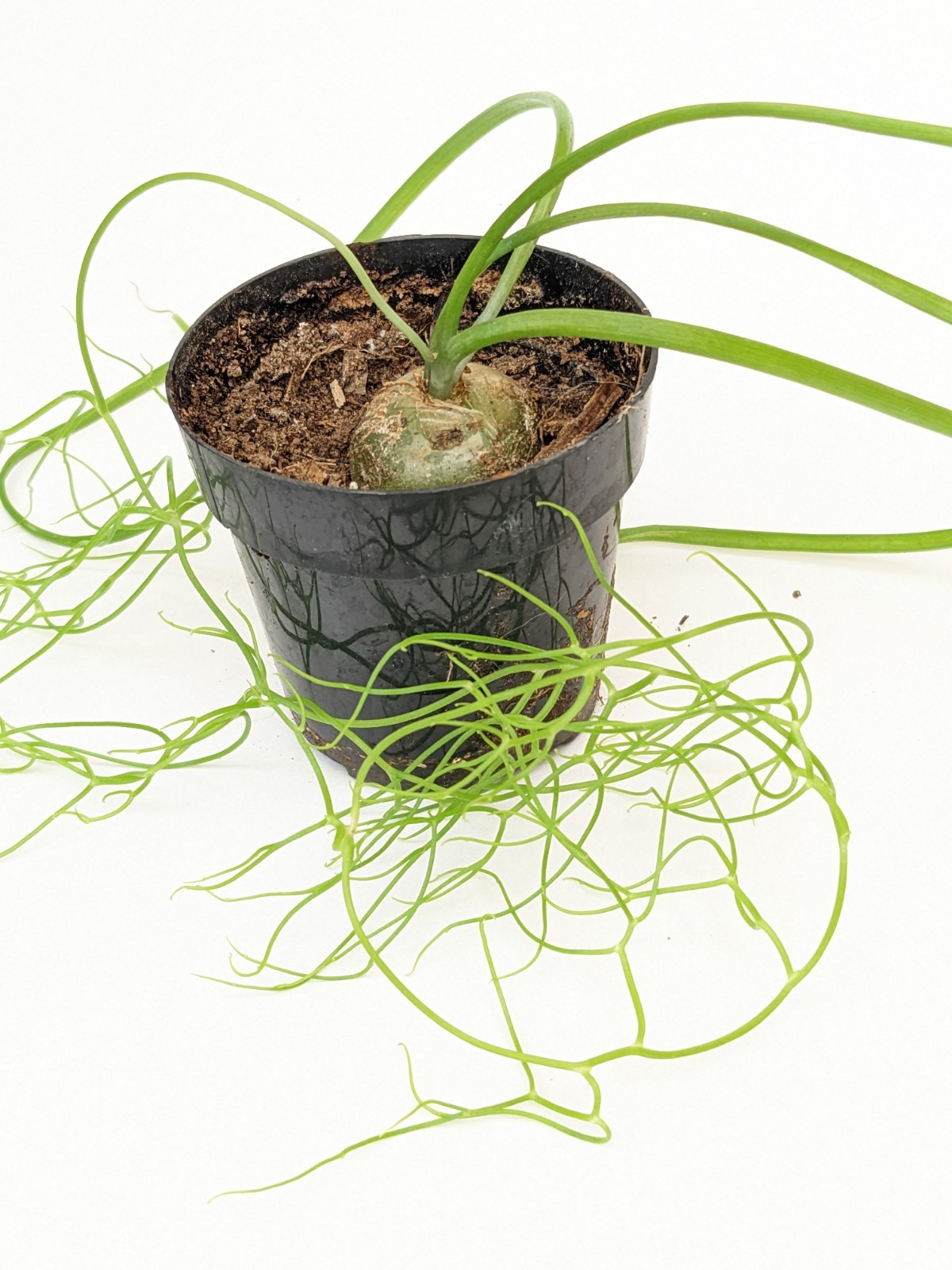 bowiea volubilis Climbing Onion plant, 3/4 to 1 inch bulb