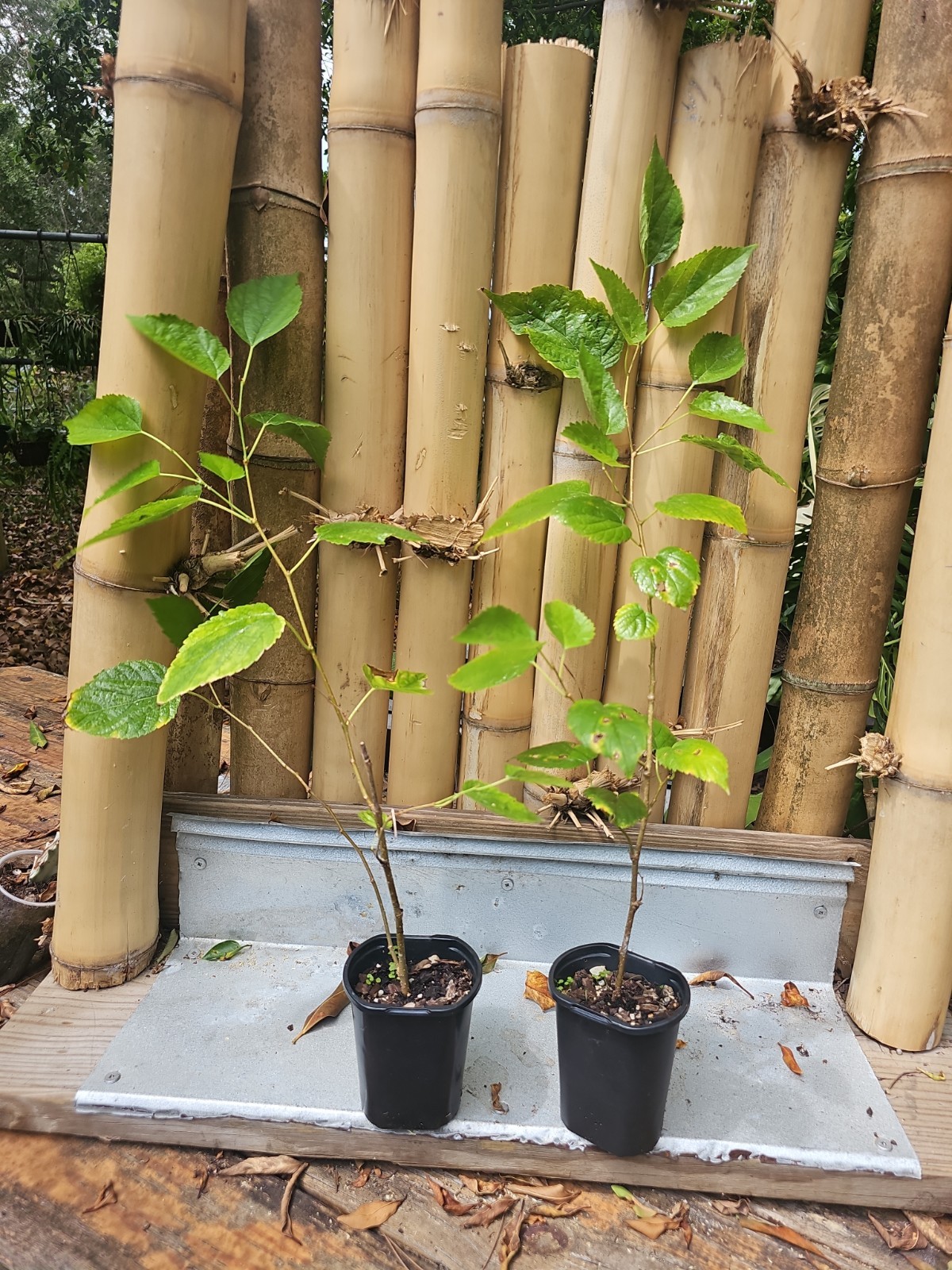 Dwarf Black Mulberry Morus Nigra Everbearing Live Plant Well Rooted Organic