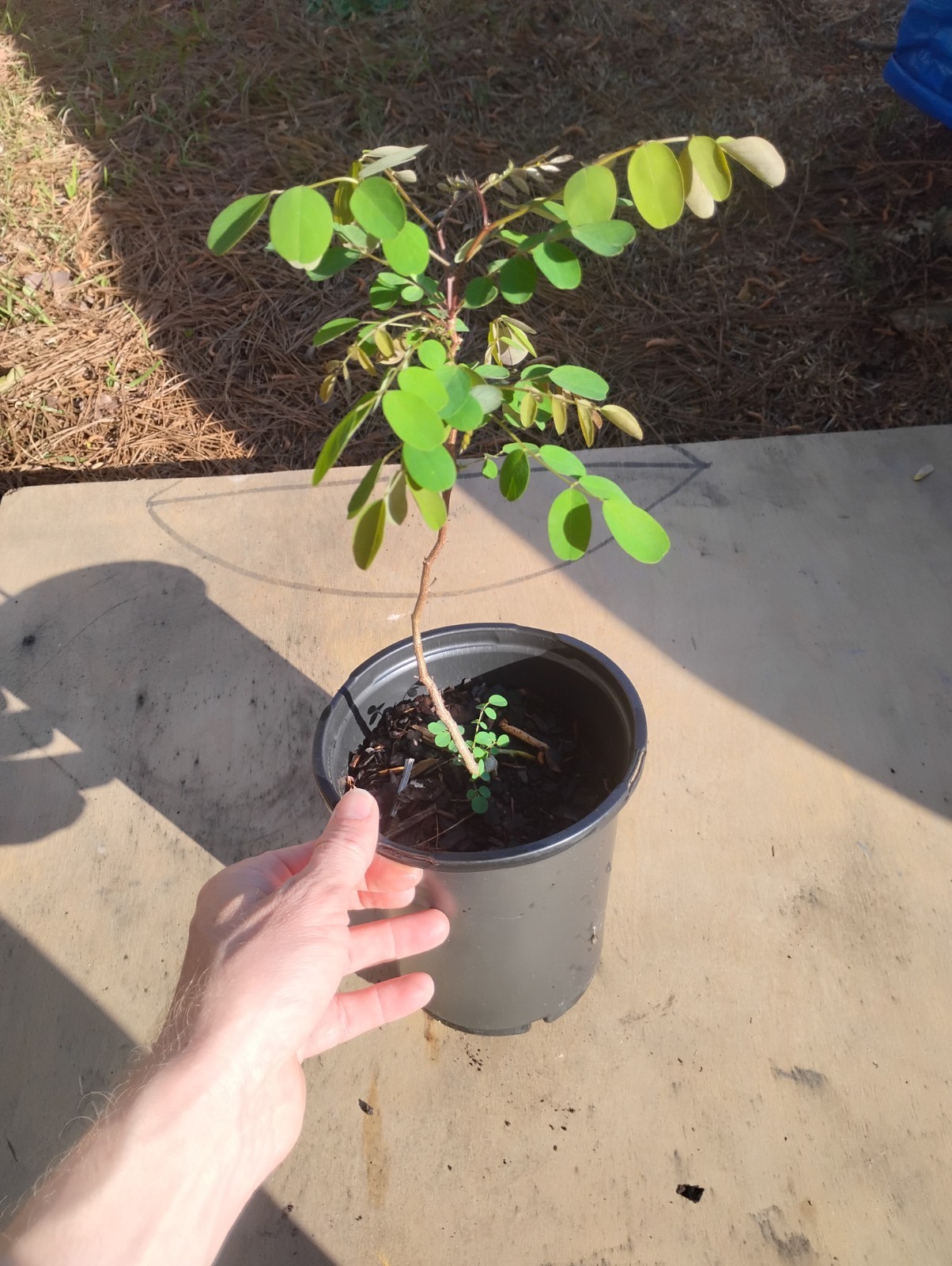 Black Locust Tree, 1 Gallon Pot.