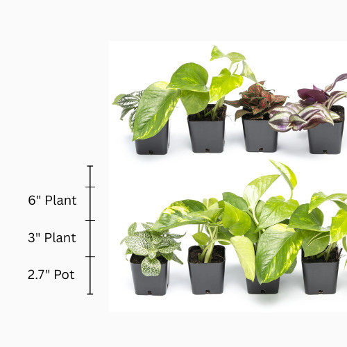 House Plants – Starter Plants – Rooted – 30-45 days old, 3″ to 8″ tall