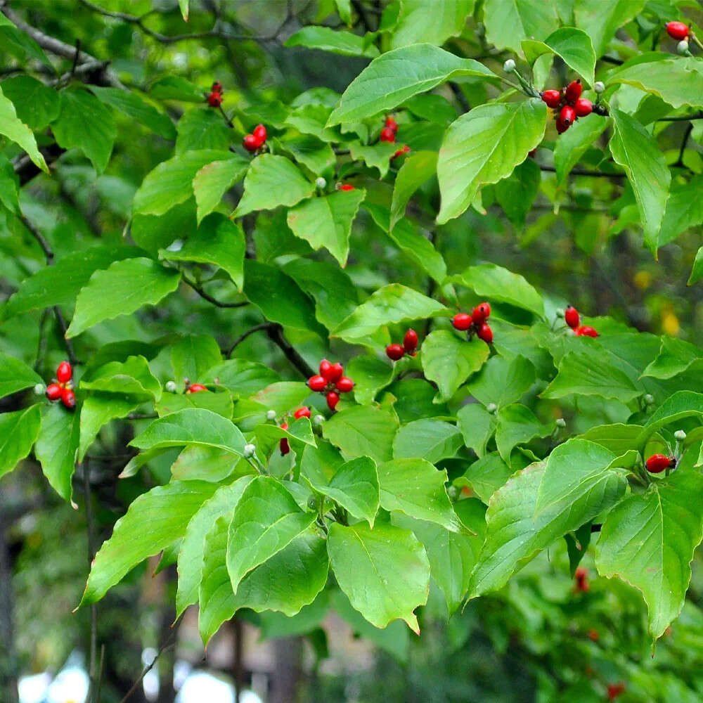 White American Flowering Dogwood Tree Seeds (Cornus florida) Fall Color, Hardy-5