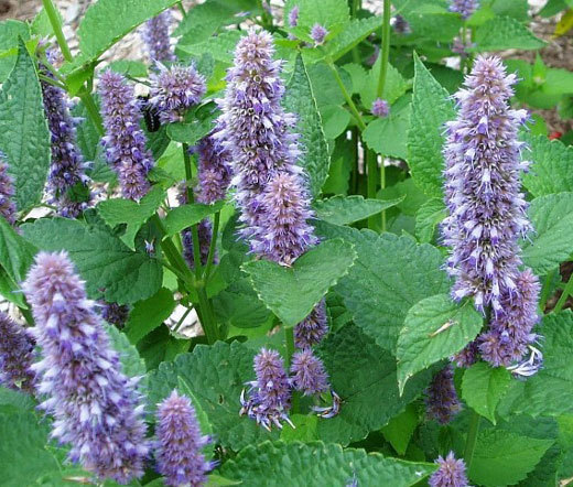 ANISE HYSSOP BLUE SPIKE Agastache Foeniculum – 220 Bulk Seeds