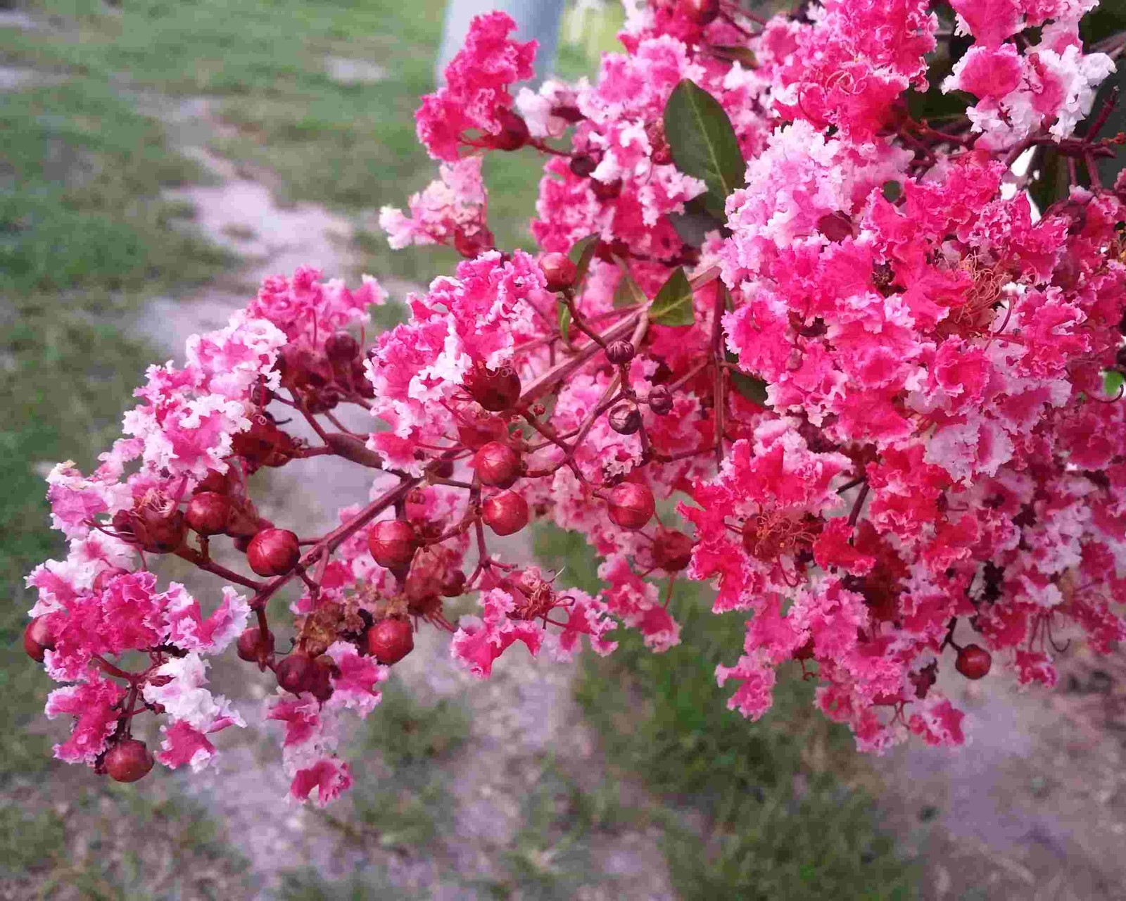 Peppermint Lace Crape Myrtle Pink White Flowering Tree Shrub Live Plant