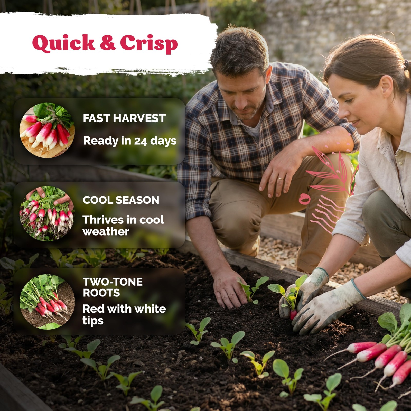 KVITER 550 French Breakfast Radish Seeds (Raphanus Sativus)