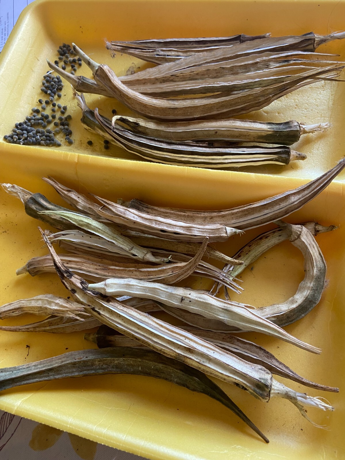 TEXAS LONGHORN OKRA – COW HORN – 25 Fresh Seeds – FREE Shipping