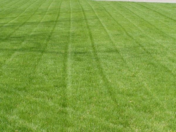 Annual Rye Grass Seed, (5 lb. Pack), Grass Seed, Cool Season Gulf Rye Grass Seed