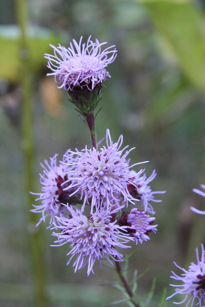 New England Blazing Star Liatris novae angliae Pre Stratified Seeds 200 ct.