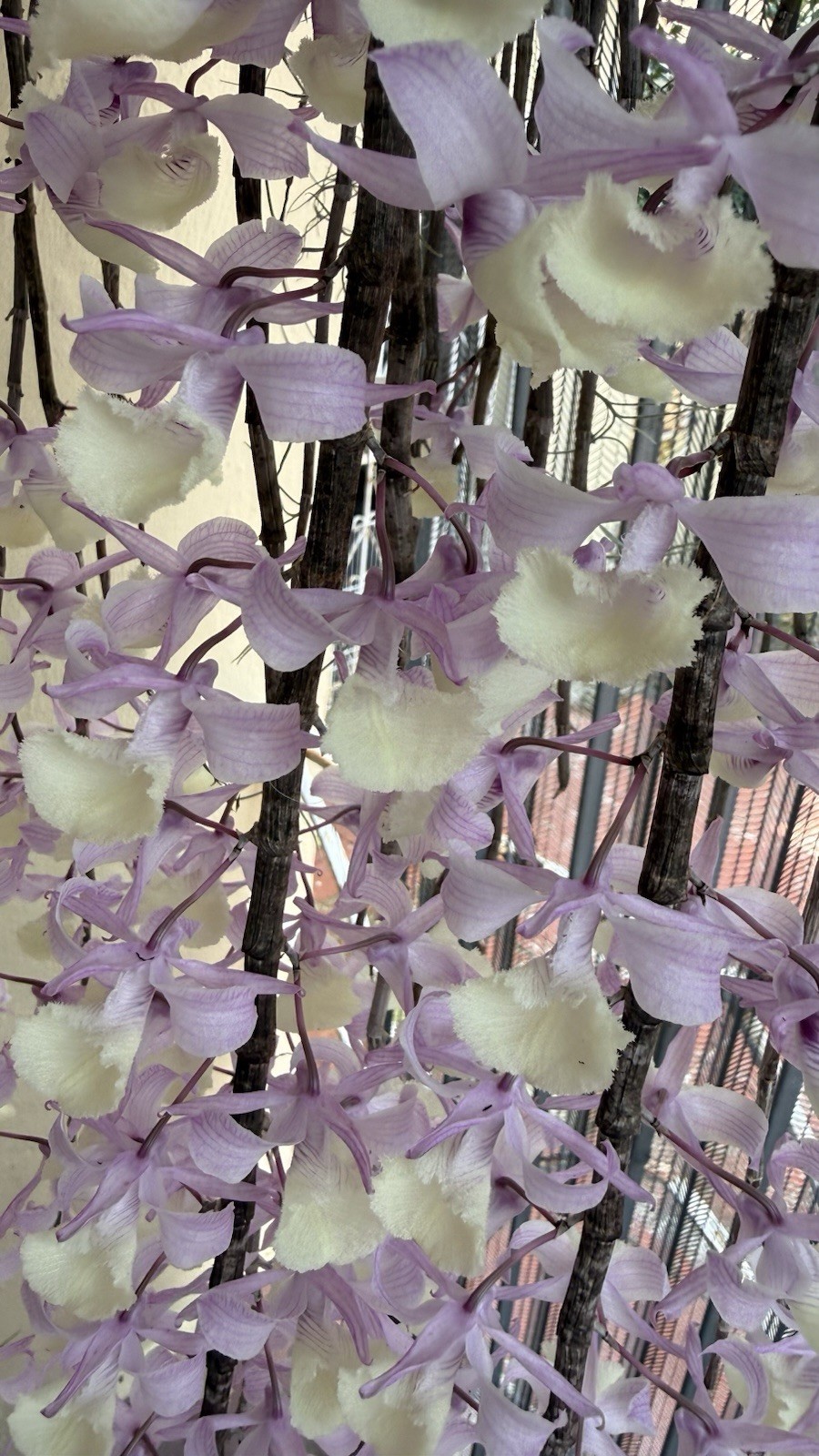 Loddigesii Dendrobium Orchid, Vietnam Variety/Version, 1 Division, No Bloom