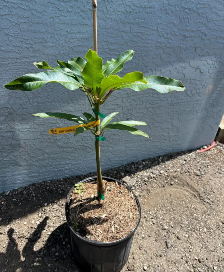 Live Grafted Elephant Mango Tree – 3 Gal Pot – Tropical Fruit Tree – No Ship CA
