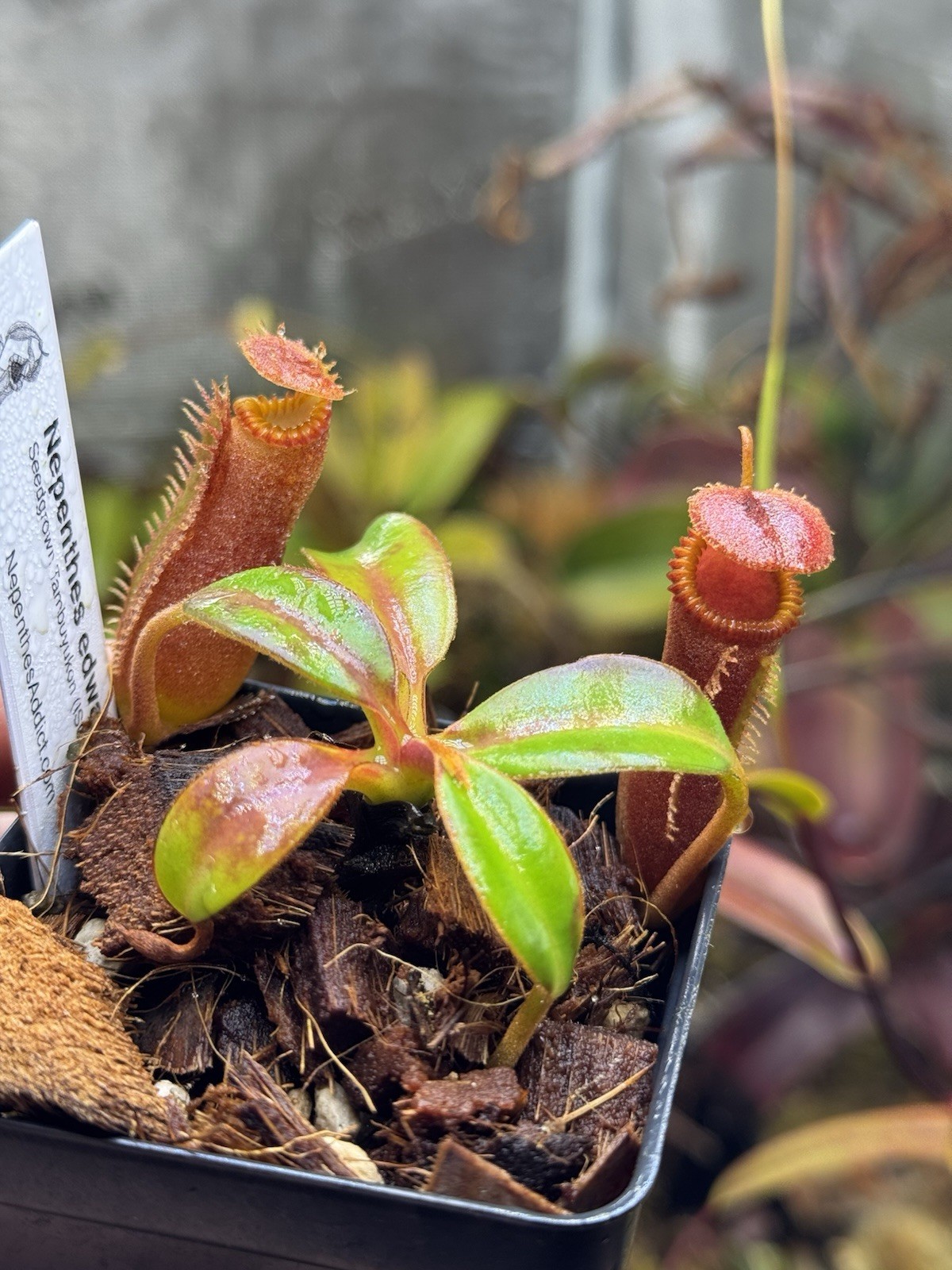 Nepenthes Edwardsiana -seedgrown (ISC) Tambuyukon – Rare Toothy Highland Species