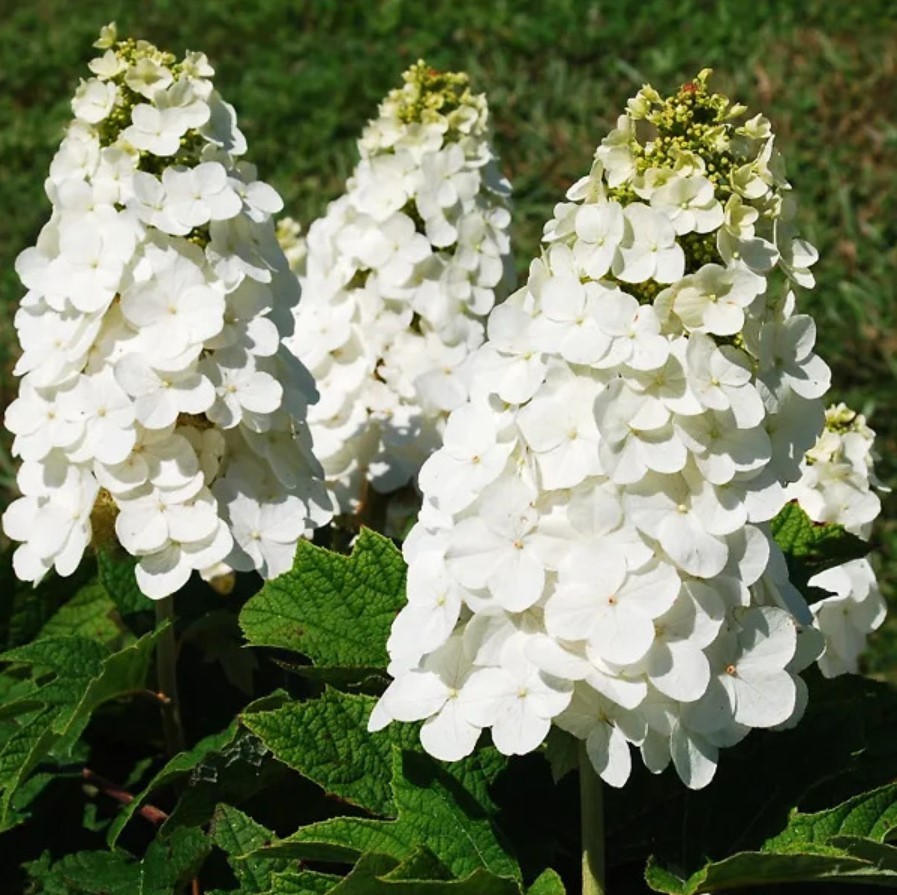Oakleaf Hydrangea Live Plant – 6-10″ Tall – 1qt Pot – White Flowers – Zones 5-9