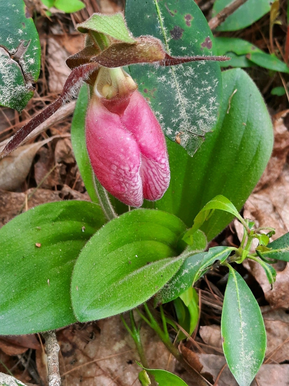 (4) Pink Lady’s Slipper (Cypripedium Acaule) cypripedium