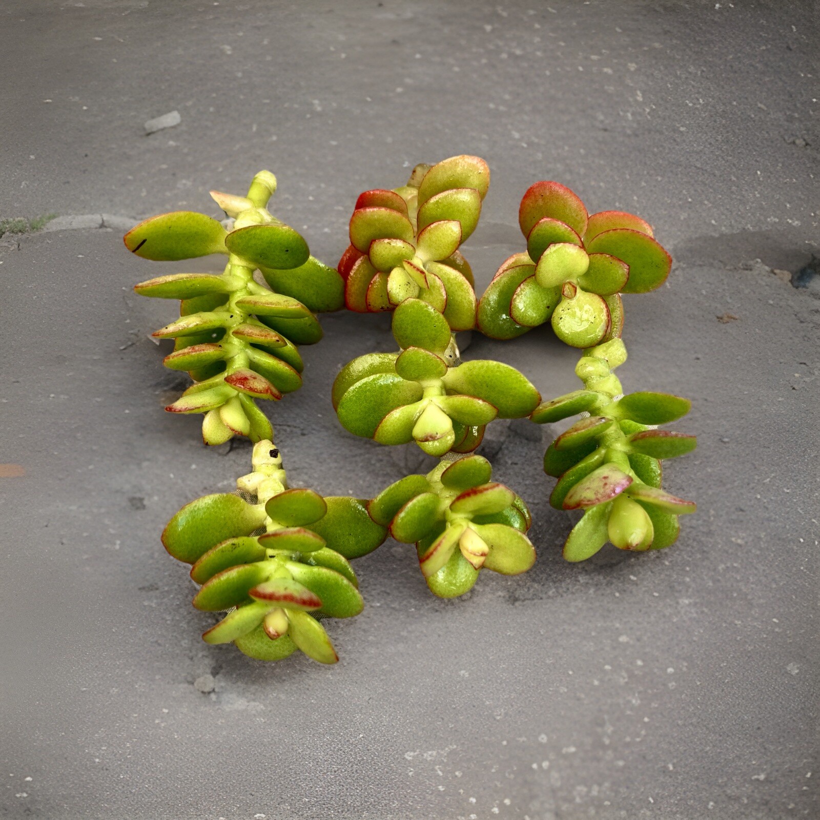 3 Jade Mini Plant Succulent 3 Inch Cuttings Green Red Cute Small Leaves Easy