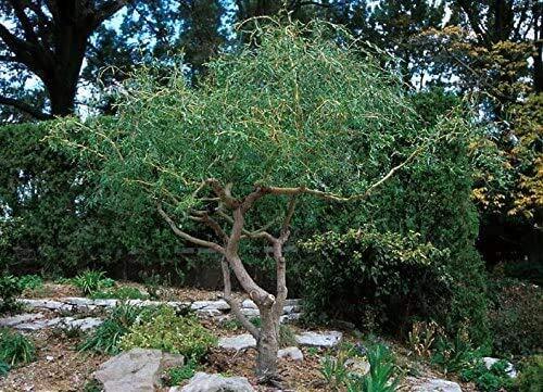 20 Corkscrew Willow Tree Cuttings – Fast Growing Trees for Privacy or Shade – Un