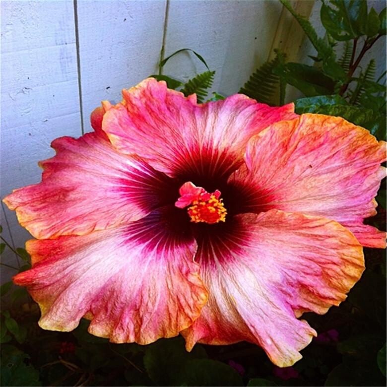 20 MIXED COLOR SEEDS HIBISCUS flower exotic bloom garden/house plant USA Seller