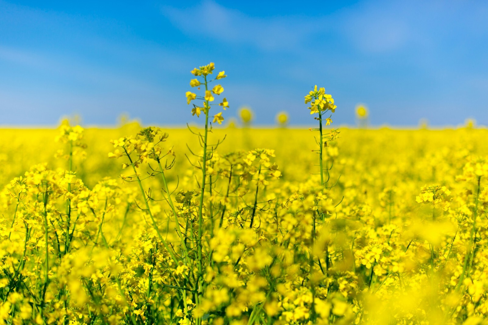 Trophy Rape Seed Cover Crop Forage Food Plot Deer Greens No-Till NON-GMO