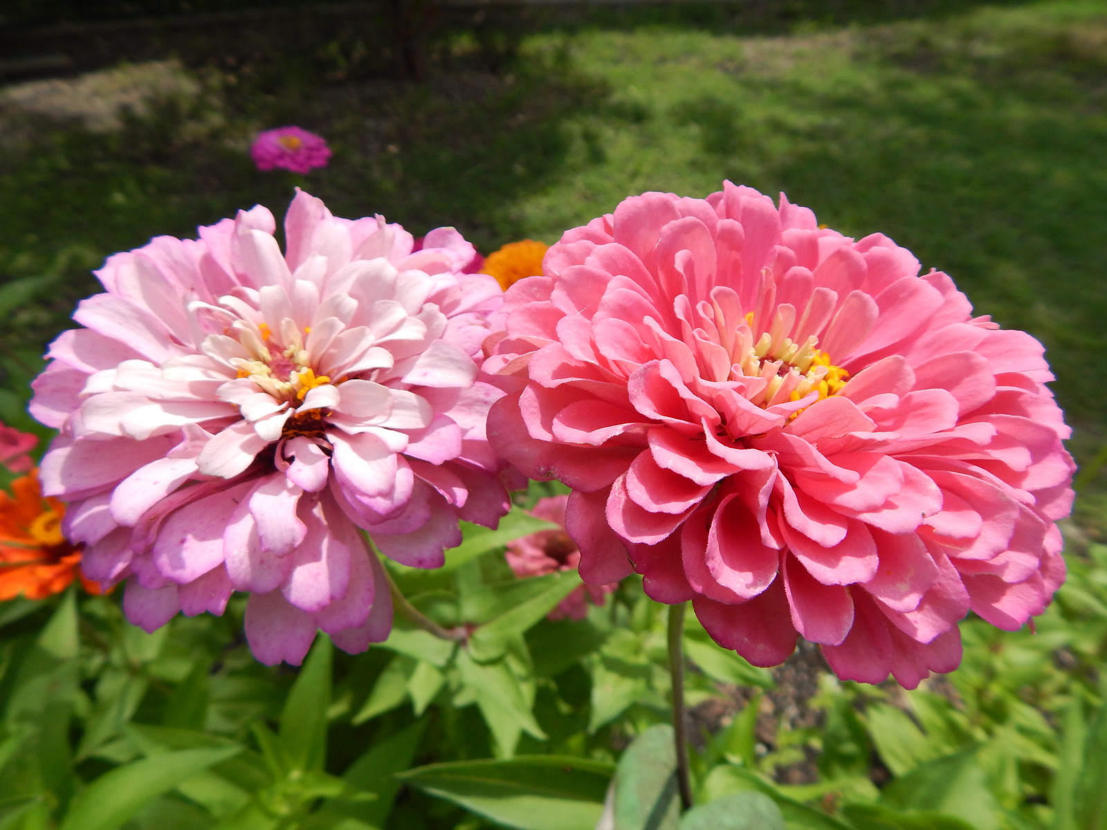 ZINNIA – 50 Fresh Seeds – Mixed Colors – GORGEOUS Blooms!! FREE Shipping