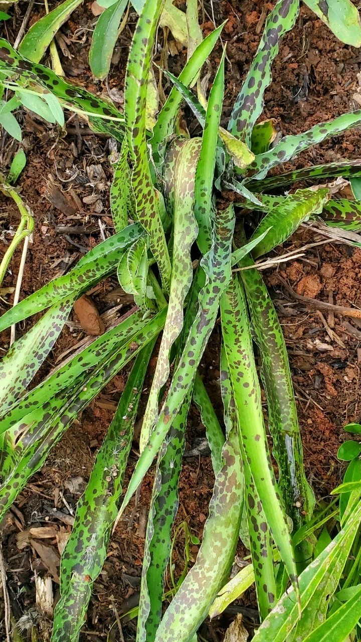 Manfreda maculosa 4 inch plants