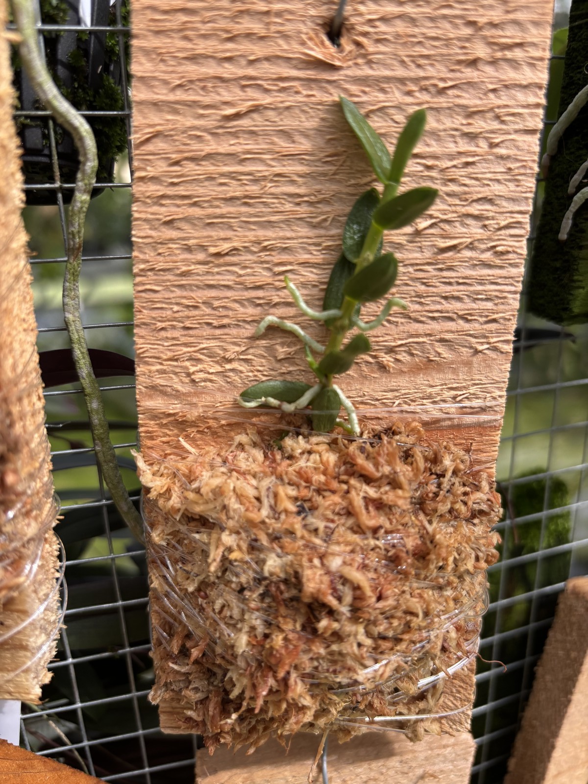 Angraecoides clavigera Rare miniature orchid species bloom size