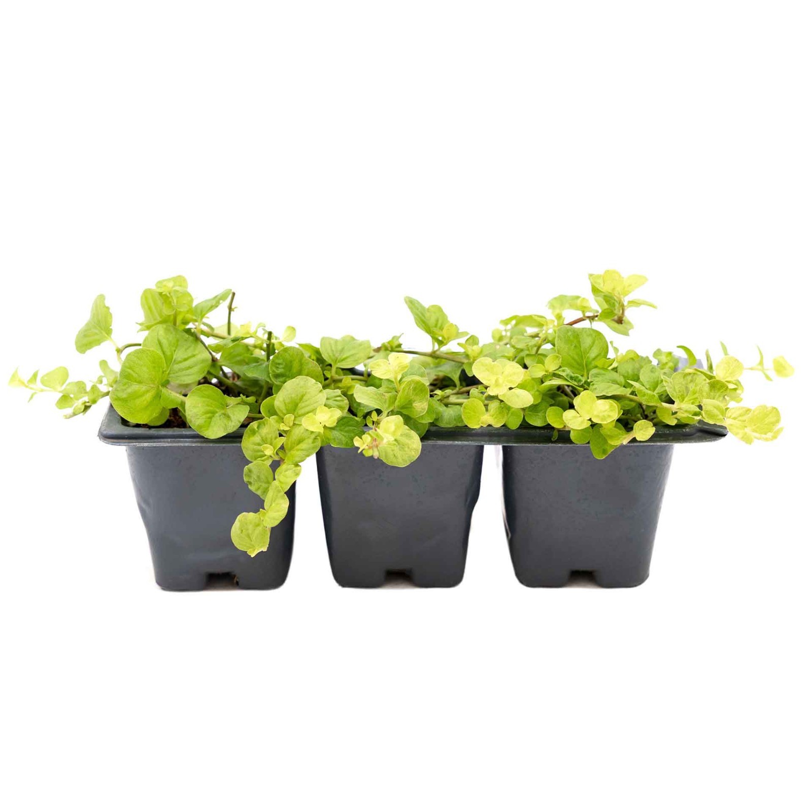 3 Yellow Moneywort Plants in 2.5” Cube, Golden Trailing Groundcover (Lysimachia)