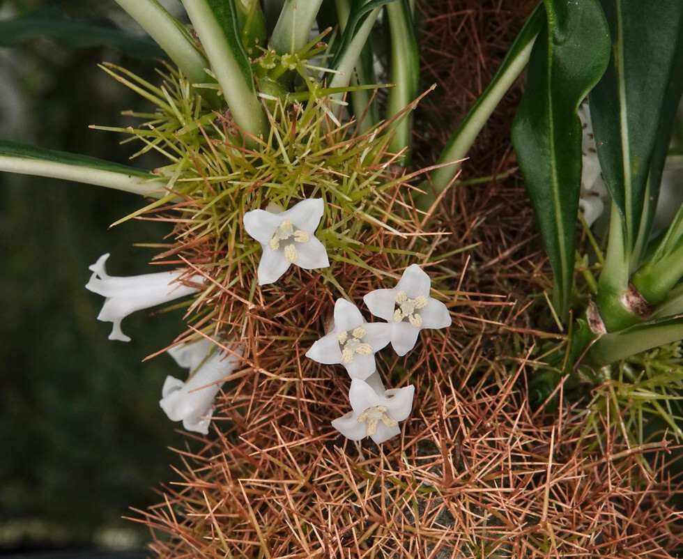 Anthorrhiza chrysacantha-rare Papua NG seed grown caudexed ant plant-gold spines
