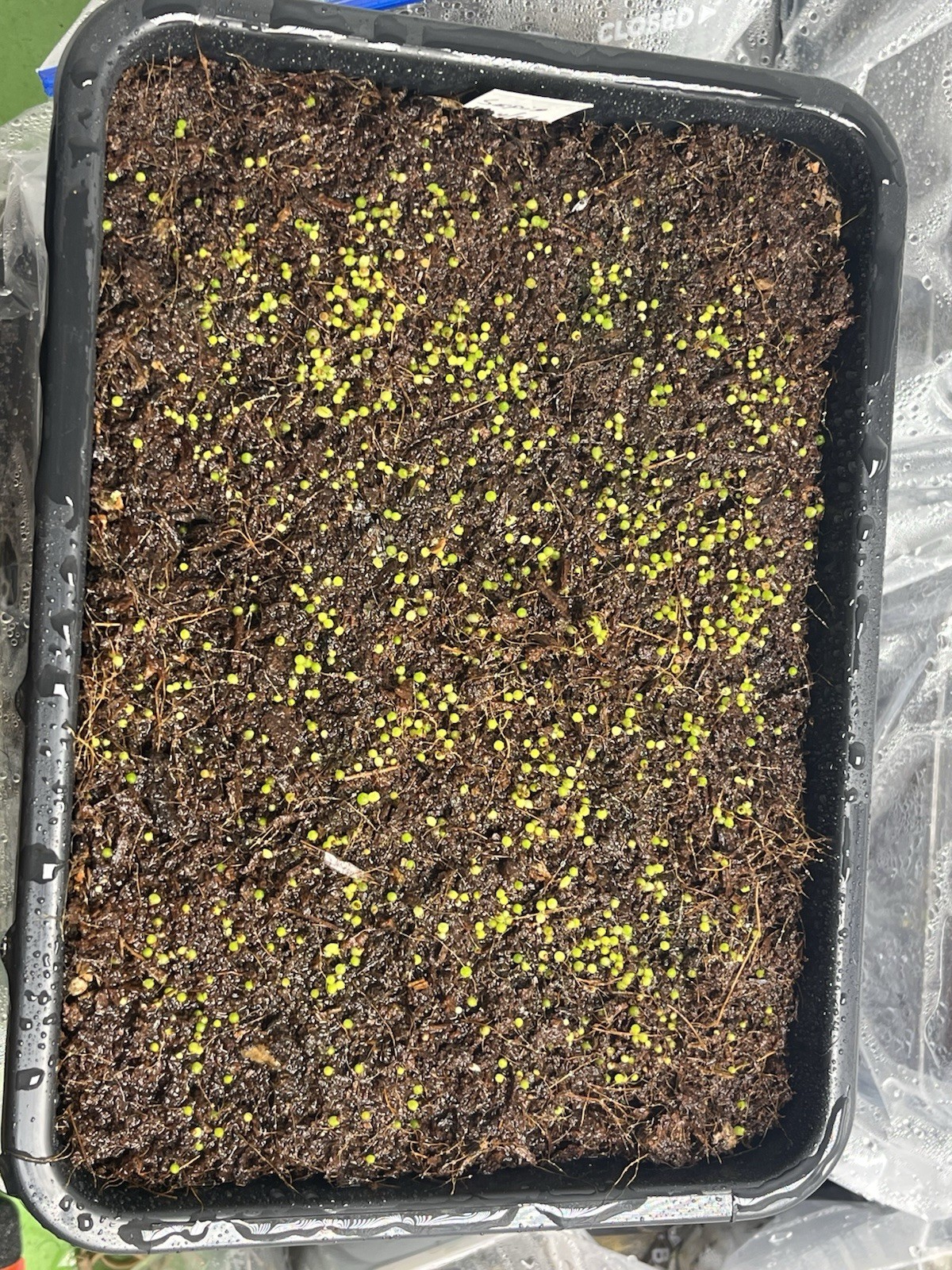 300+ Gymnocalycium Variegated Seeds