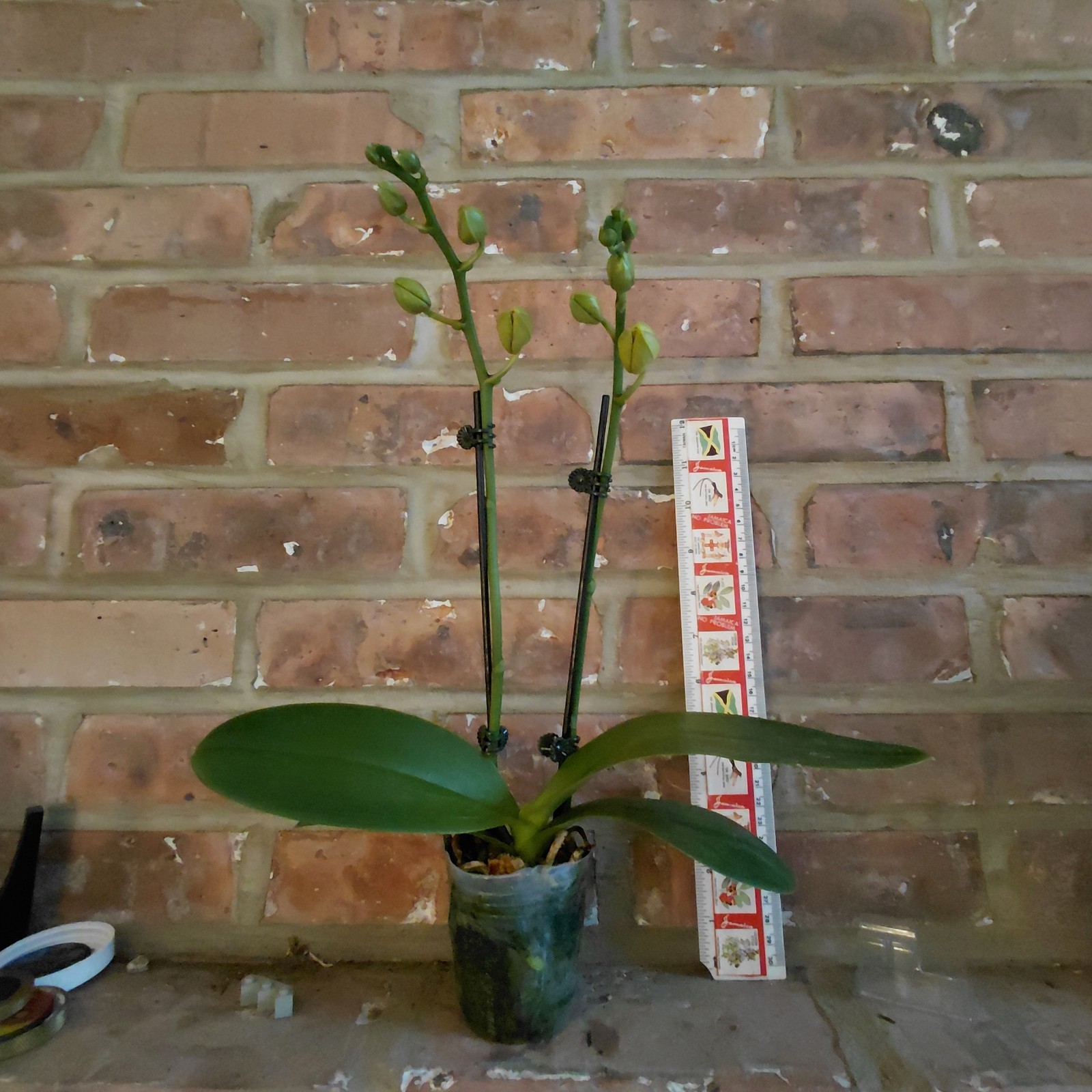 Phalaenopsis -K V Golden Star – 2 Spikes
