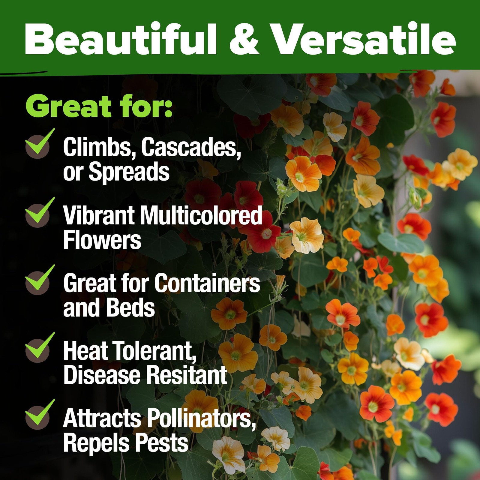 HOME GROWN Nasturtium Seeds Dwarf Tall Trailing Mix 250+ Edible 1-Pack, Green