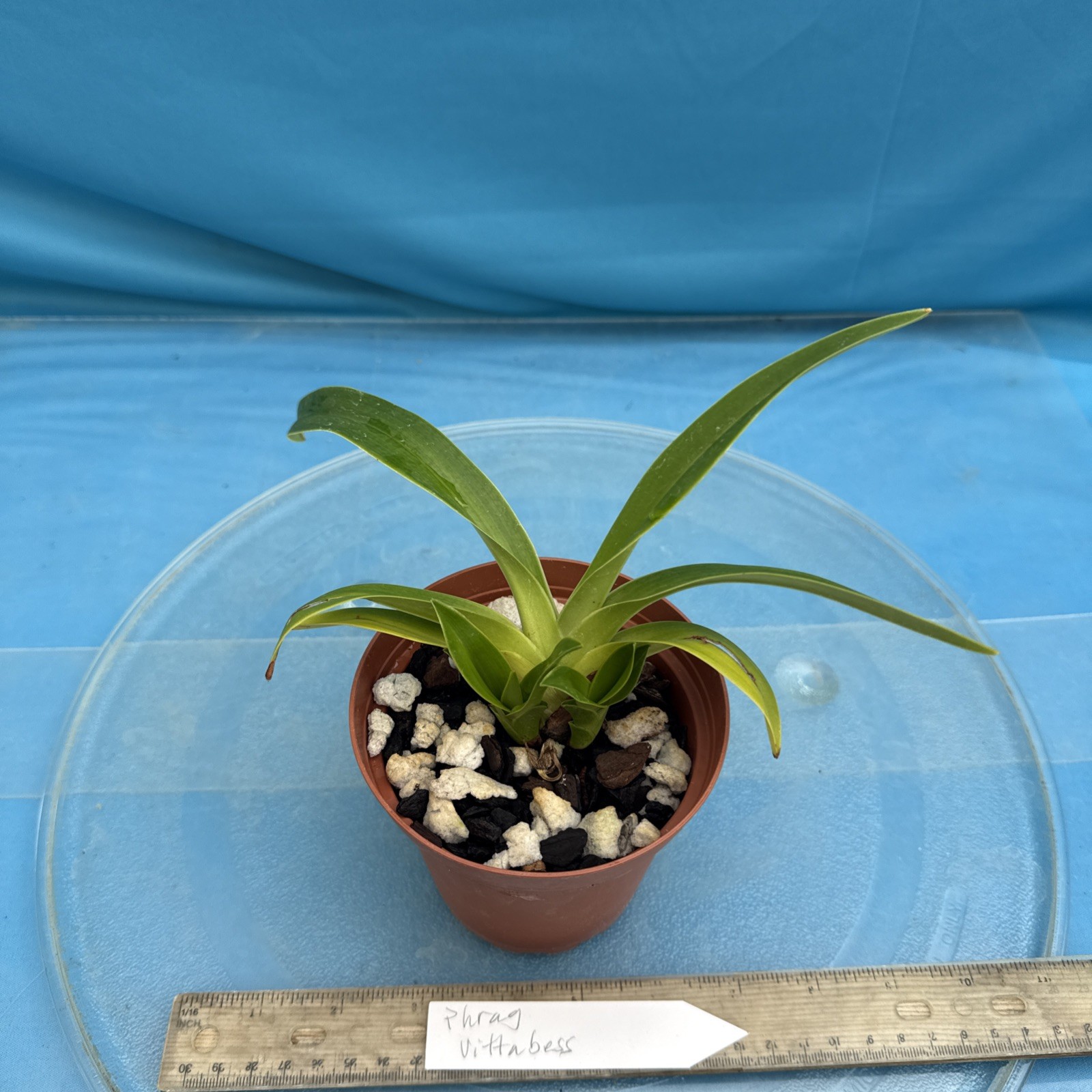Phragmipedium Vittabess Orange Red Yellow Orchid Hybrid Tall Spikes 4” Pot