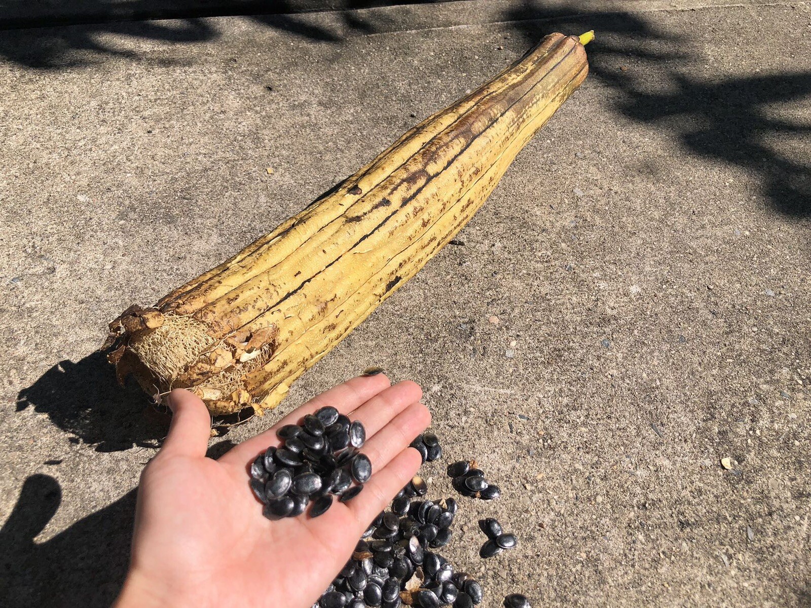 Chinese Vegetable Seeds Over 20 Seeds, Green Melon.