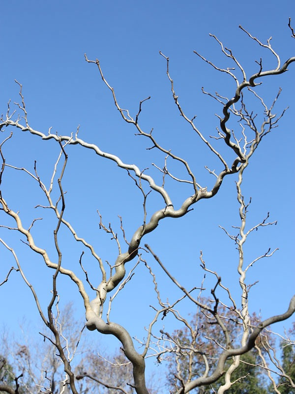 Contorted Mulberry Scion Cuttings x5 Cold Hardy,easy to root and Very Ornamental