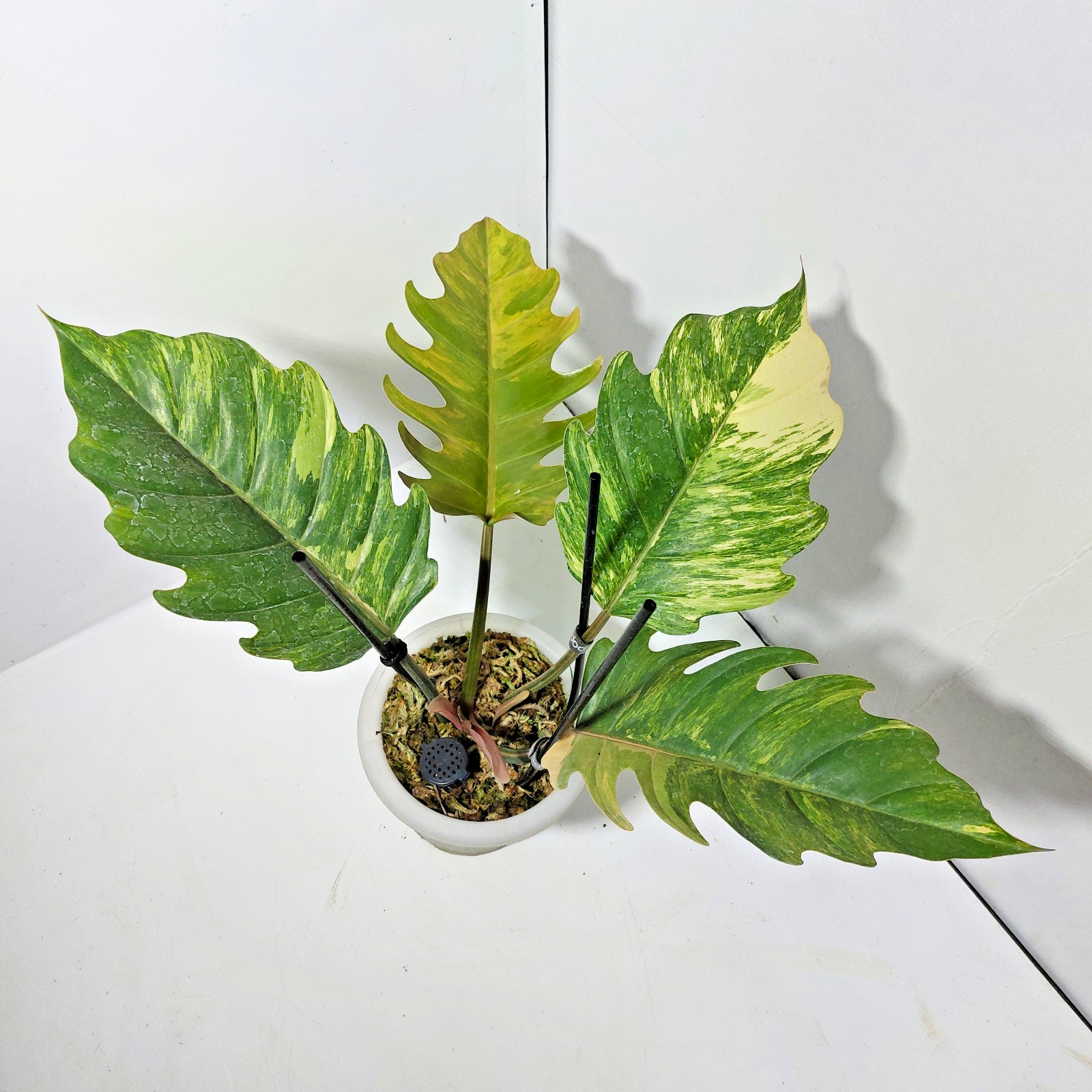 Philodendron Caramel Marble Variegated Free Phytosanitary