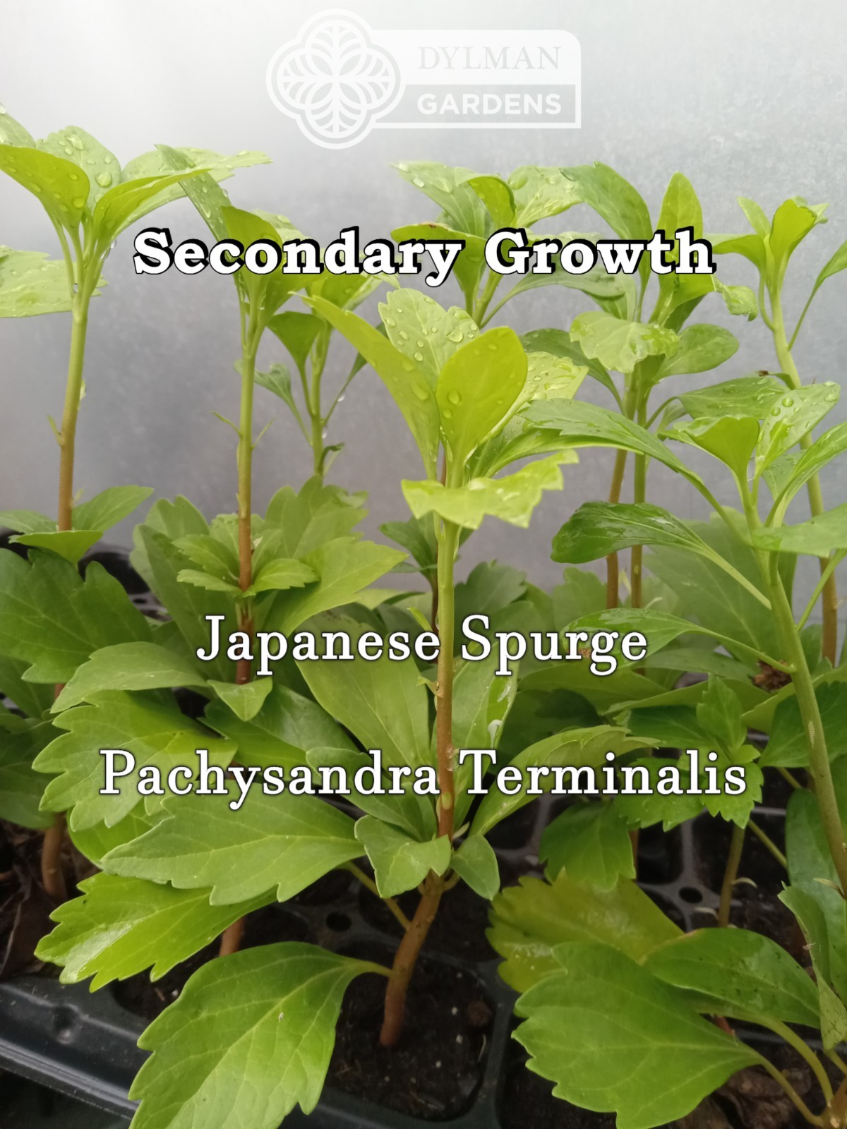 Japanese Spurge Plants (Pachysandra terminalis) Carpet Box – Multiple Sizes