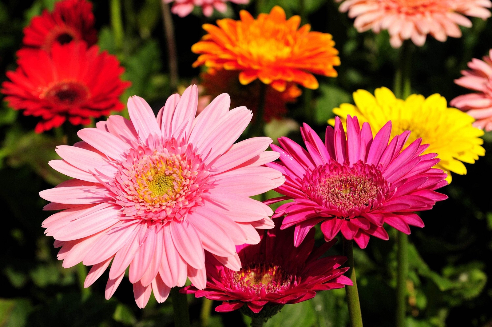 20 GERBER DAISY Mixed Colors Gerbera Jamesonii Barberton African Flower Seeds