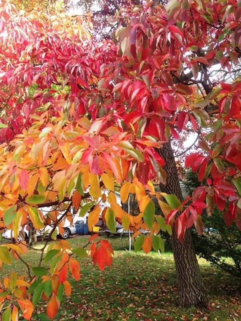 1 Sassafras Tree 12-24″ Tall Sassafras albidum Bare Root