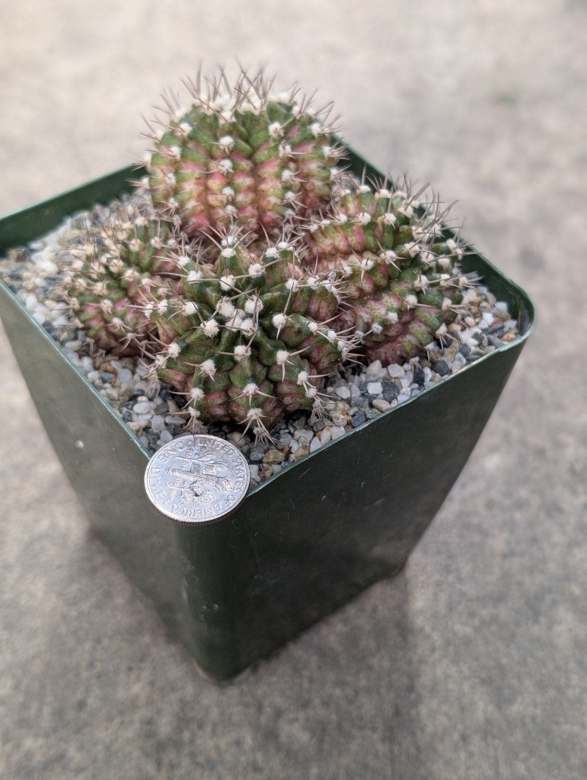Gymnocalycium T-Rex 🤍 🩷 Bouquet Style, White & Pink Combo, shown in 3″ Pot
